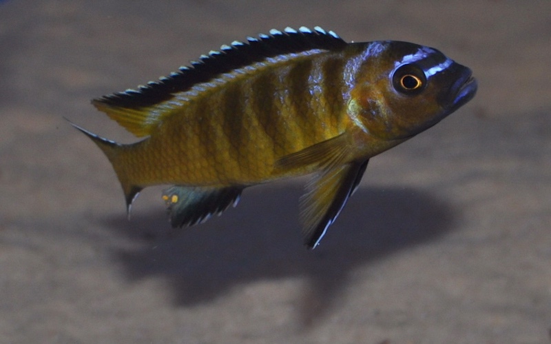 Maylandia usisyae 'Mara Rocks'